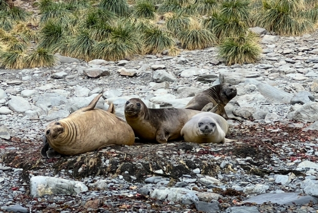 Young Seals